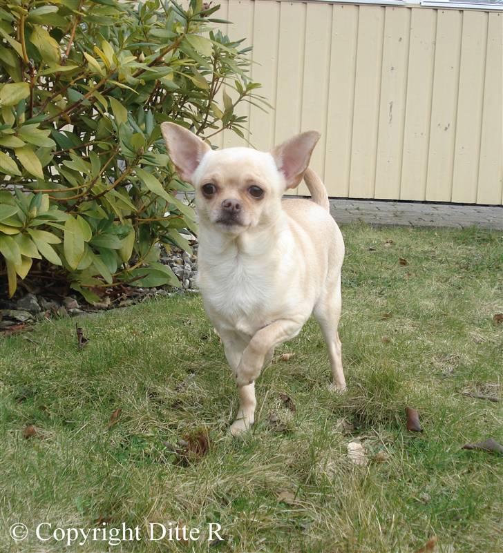 Chihuahua Chilli <3 - NYT 14.03.09 billede 11