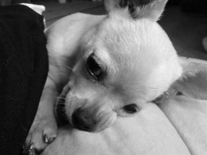 Chihuahua Chilli <3 billede 12