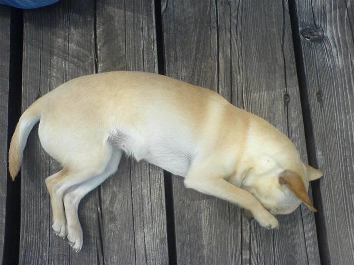 Chihuahua Chilli <3 billede 13