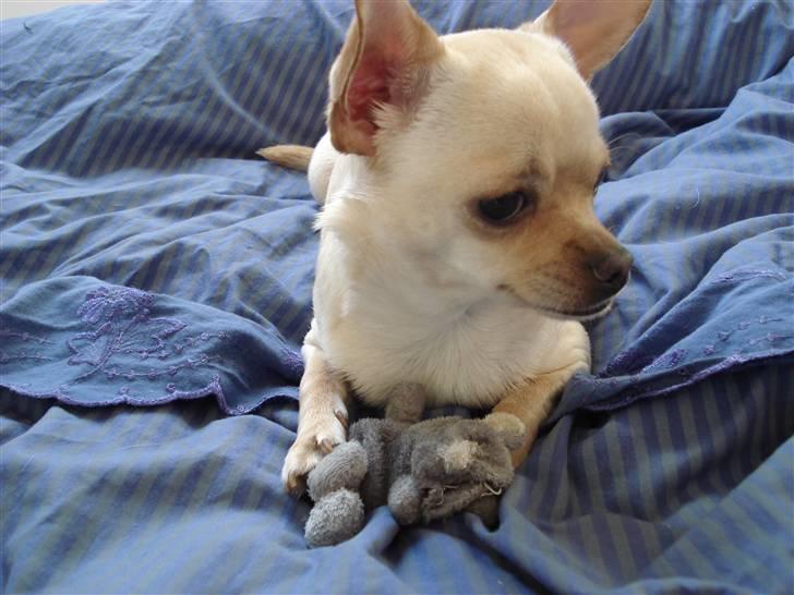 Chihuahua Chilli <3 billede 14