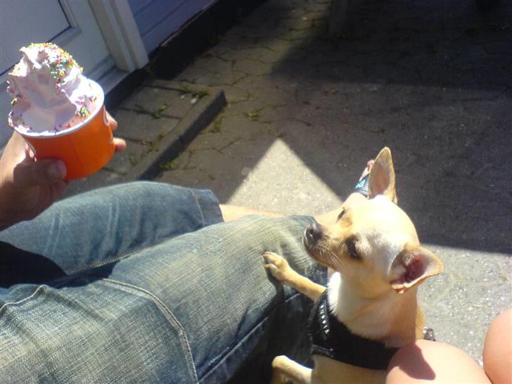 Chihuahua Chilli <3 billede 15