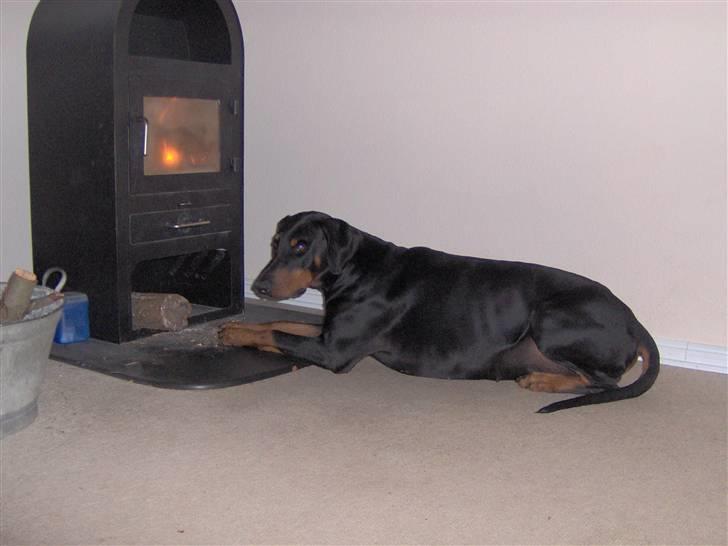 Dobermann Rosenlyst Amazing Murhfy R.I.P. - Fox ved brændeovnen, jo varmer jo bedre... billede 10