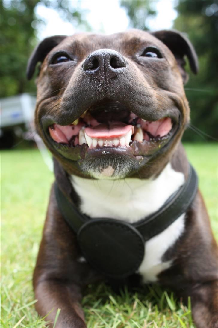 Staffordshire bull terrier Liva <3 - **NYT** 1. Juli 2009 billede 1