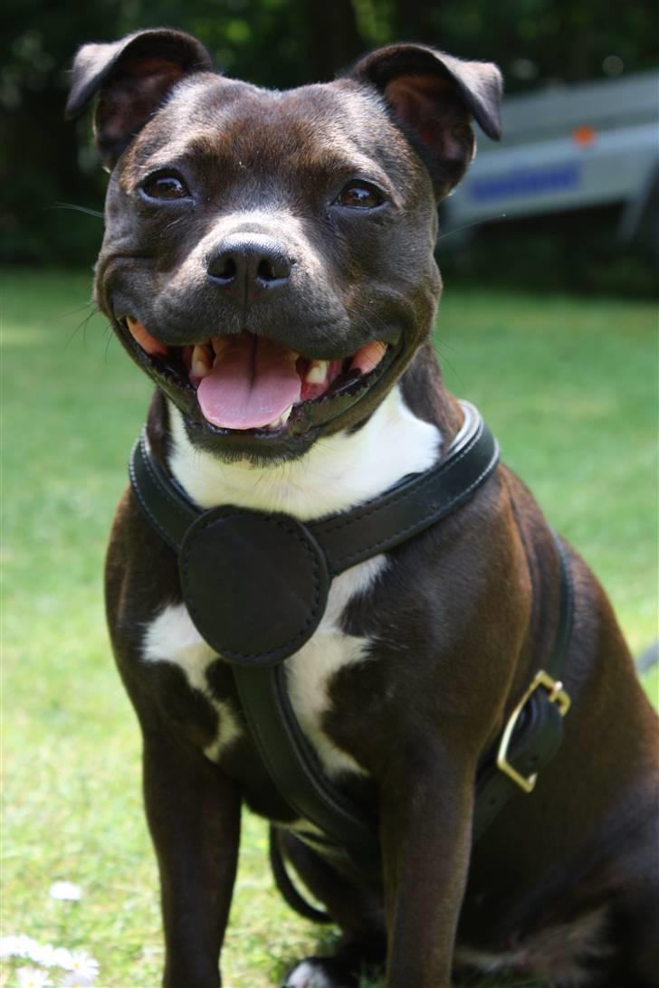 Staffordshire bull terrier Liva <3 - **NYT** 1. Juli 2009 billede 2