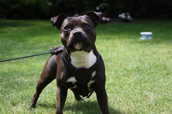 Staffordshire bull terrier Liva <3 - **NYT** 1. Juli 2009 billede 3