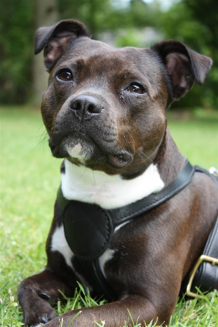 Staffordshire bull terrier Liva <3 - **NYT** 1. Juli 2009 billede 4