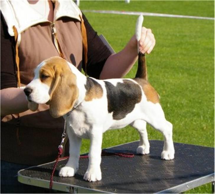 Beagle Svea billede 18