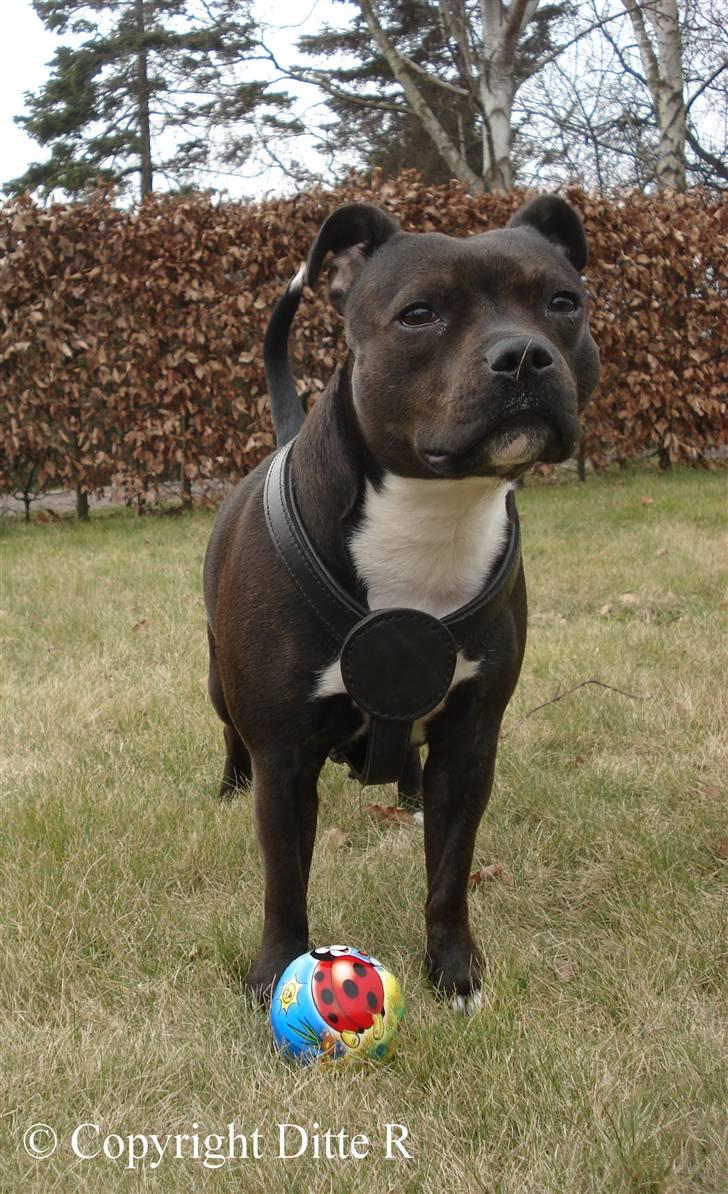 Staffordshire bull terrier Liva <3 - NYT 14.03.09 billede 5