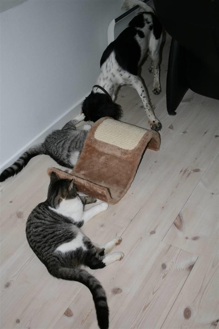 Field Trial spaniel Felix billede 10