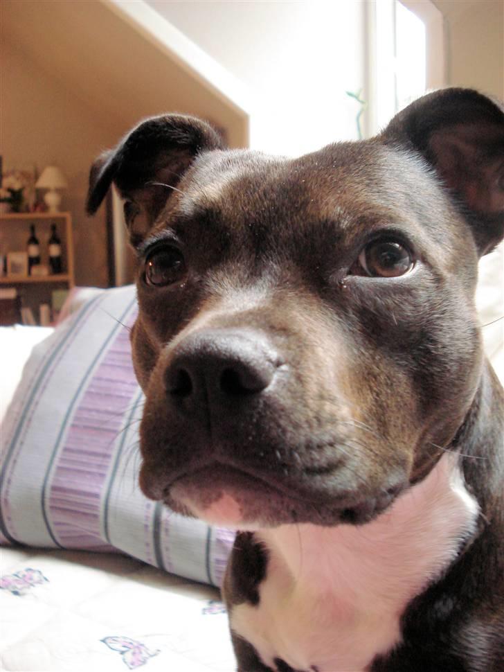 Staffordshire bull terrier Liva <3 billede 6