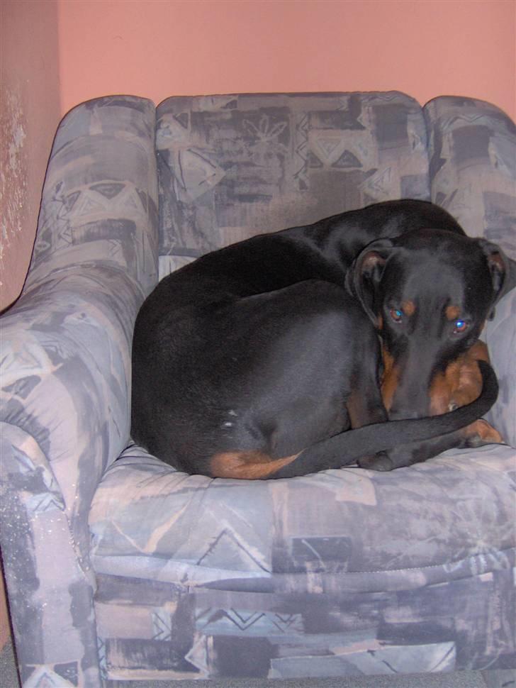Dobermann Rosenlyst Amazing Murhfy R.I.P. - Så lille kan jeg blive, bare jeg må ligge i stolen... billede 11
