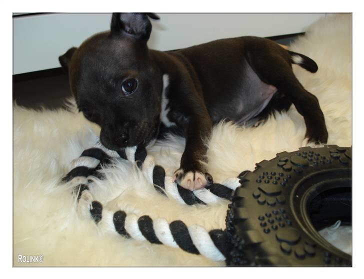 Staffordshire bull terrier Liva <3 billede 7