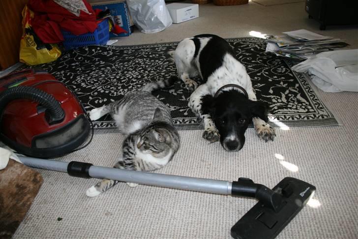 Field Trial spaniel Felix - Vi hjælper med at rode. billede 11