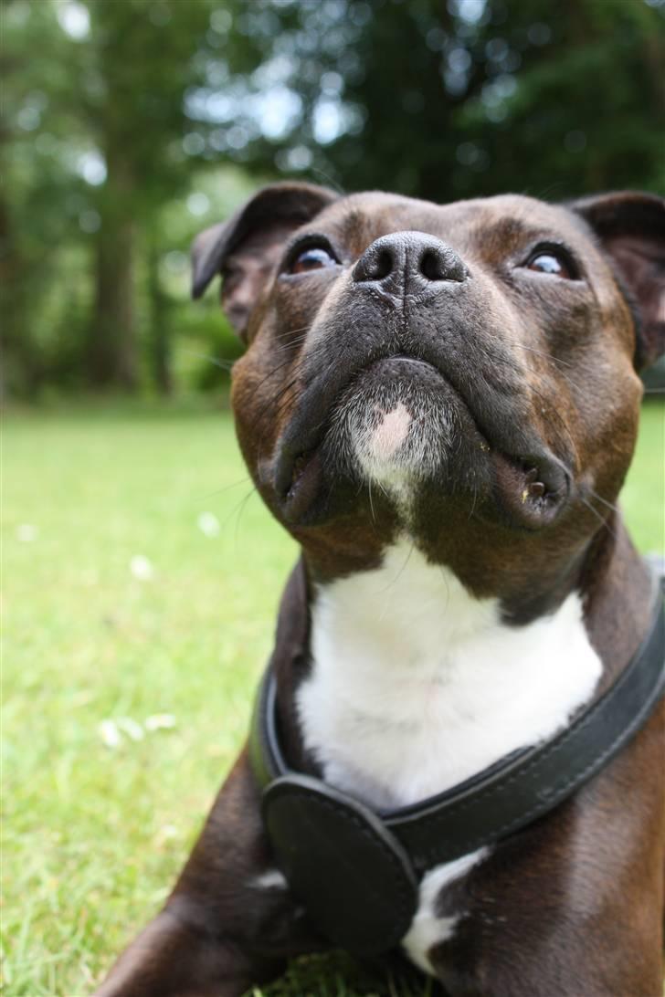 Staffordshire bull terrier Liva <3 - **NYT** 1. Juli 2009 billede 8