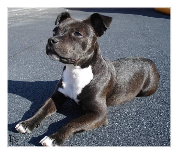 Staffordshire bull terrier Liva <3 billede 9