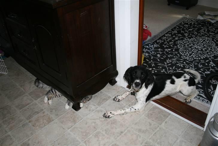 Field Trial spaniel Felix - Mickey gemmer sig under skænken. billede 12