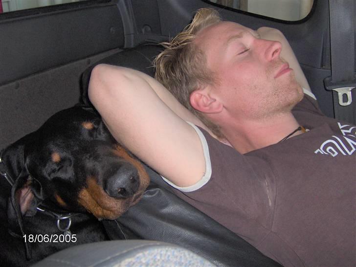 Dobermann Rosenlyst Amazing Murhfy R.I.P. - Jo tættere man kan komme jo bedre... En lille lur i bilen... billede 12