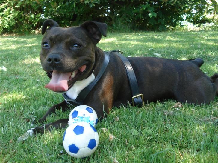 Staffordshire bull terrier Liva <3 - **NYT** 31. maj 2009 billede 10