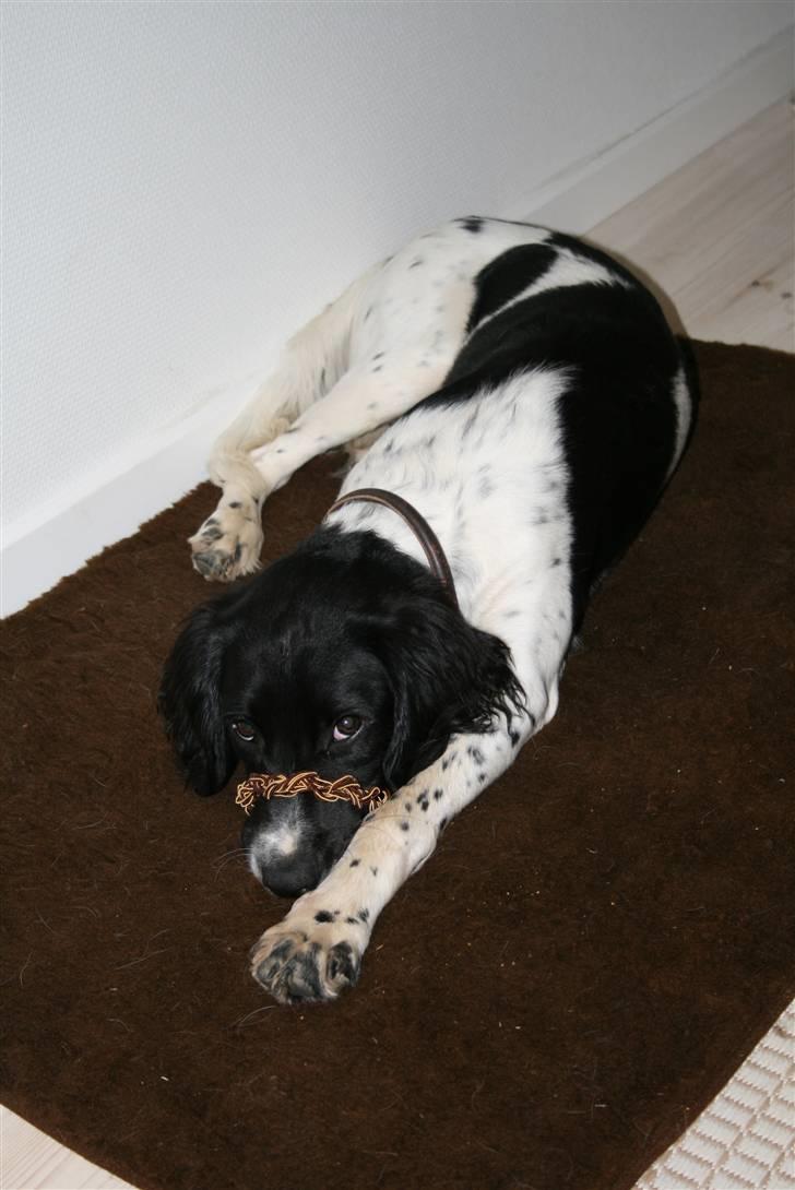Field Trial spaniel Felix - Øv mors hårelastik billede 13