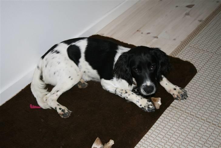 Field Trial spaniel Felix - Ren hygge. billede 14