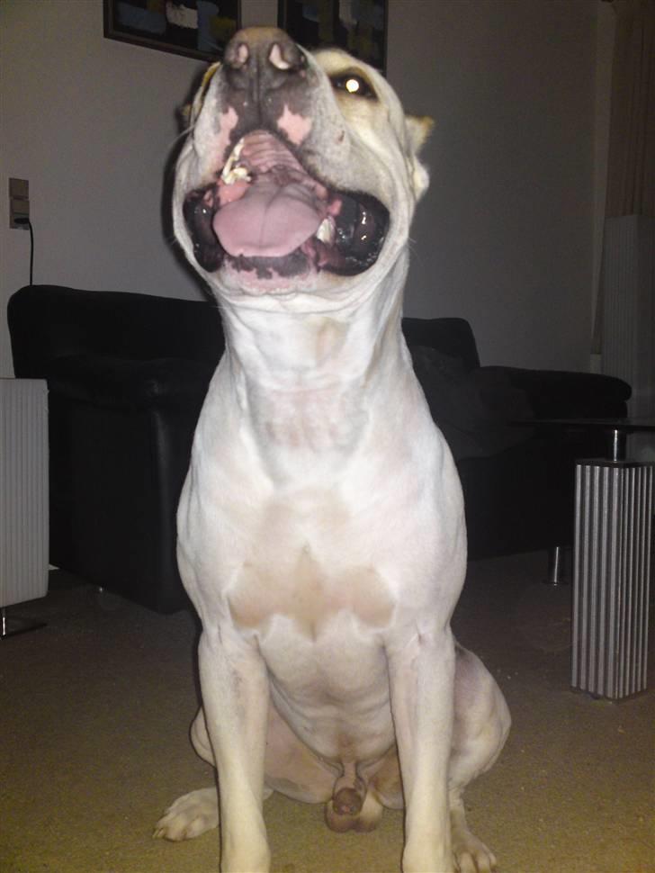 Amerikansk staffordshire terrier Pako (lille skind) - Pako (lille skind) 19 måneder gammel. billede 1