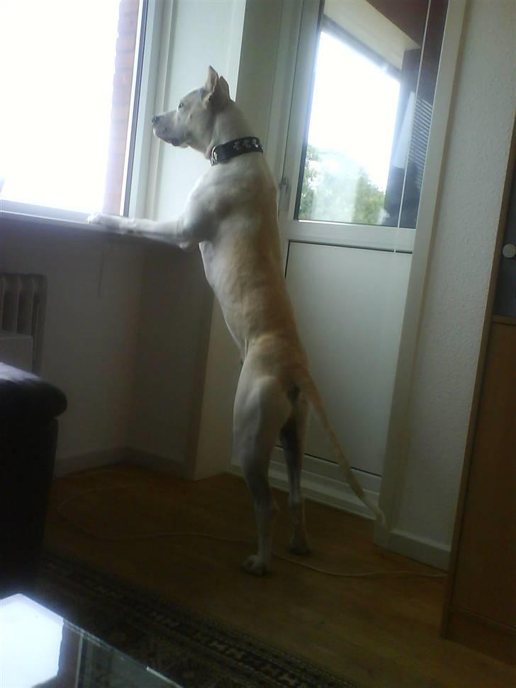 Amerikansk staffordshire terrier Pako (lille skind) - "Holder udkig" billede 2