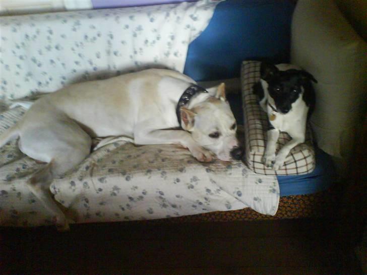 Amerikansk staffordshire terrier Pako (lille skind) - Pako sammen med hans veninde. billede 3