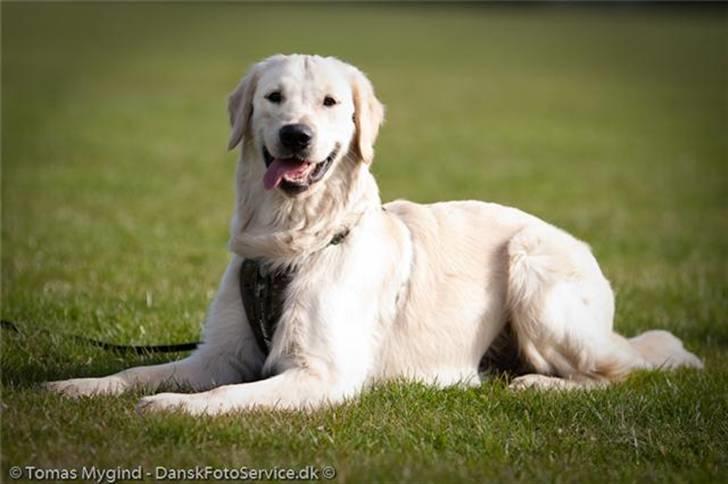 Golden retriever Simba billede 1