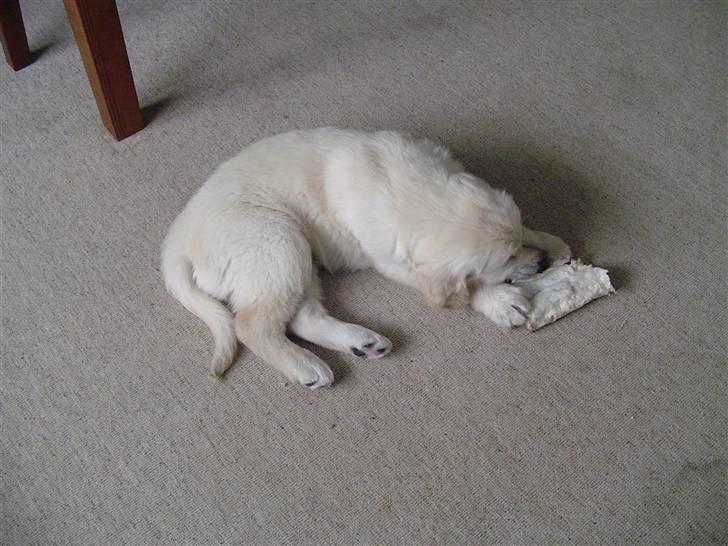 Golden retriever Simba billede 2