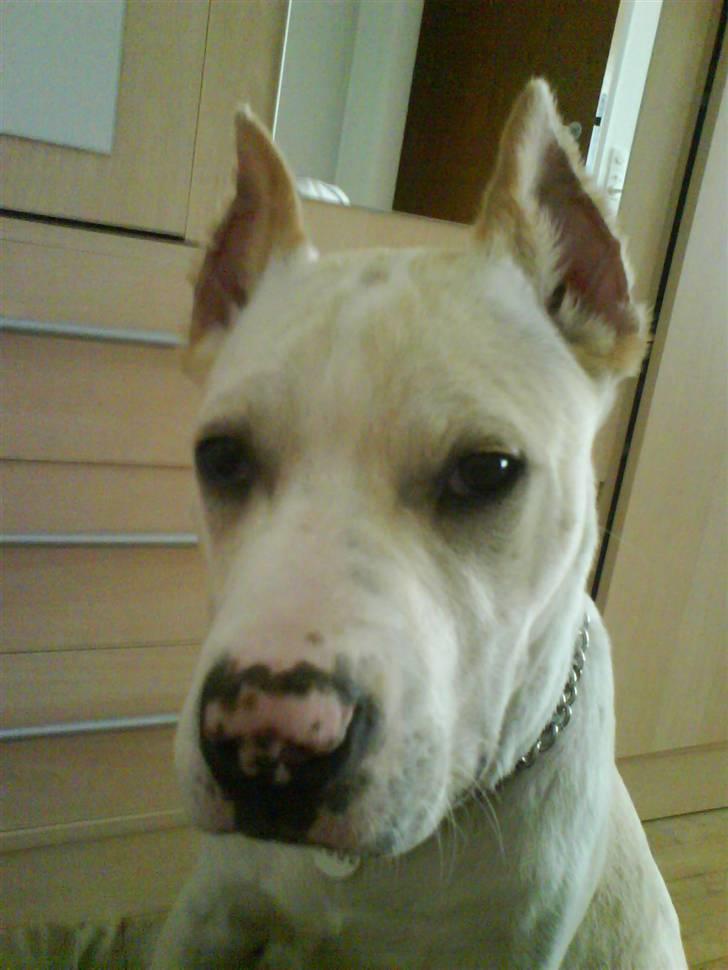 Amerikansk staffordshire terrier Pako (lille skind) - En fræk satan. billede 7