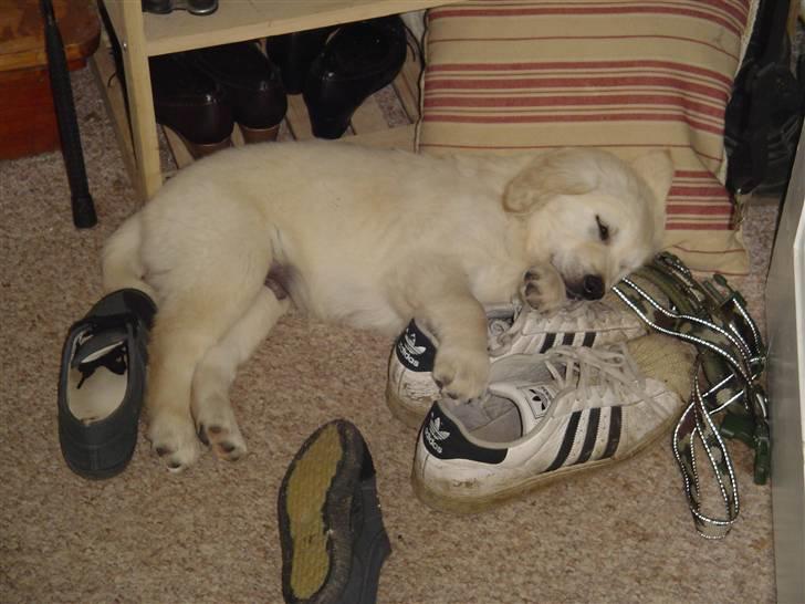 Golden retriever Simba - Lilla Simba faldt omkuld af lugten af fars sure sko Ggg.. billede 3