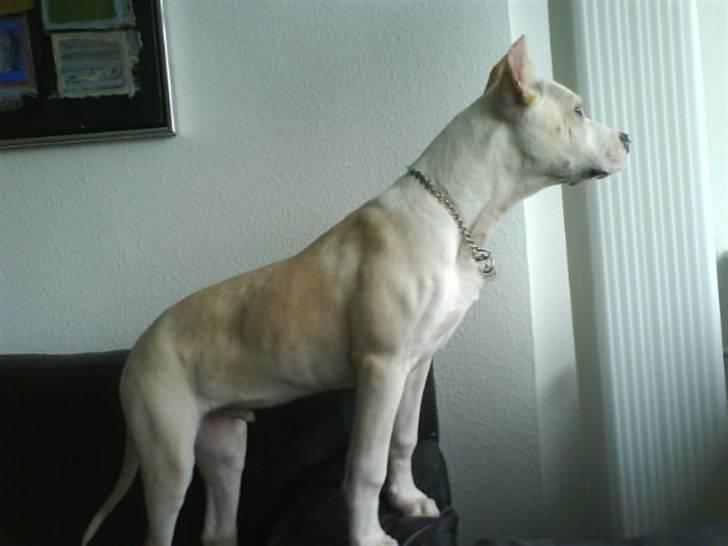 Amerikansk staffordshire terrier Pako (lille skind) - "lurer lige lidt". billede 8