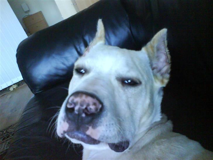 Amerikansk staffordshire terrier Pako (lille skind) - "HVAAAD" billede 9