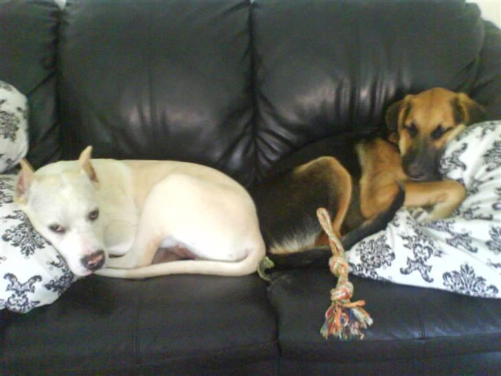 Amerikansk staffordshire terrier Pako (lille skind) - Kammerater hygger. billede 10