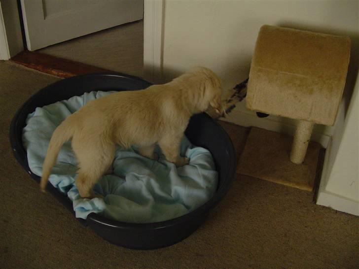 Golden retriever Simba - Frække SImba har endnu ikke fundet ud af havd der til hundene og hvad der er til kattene Ggg.. billede 4