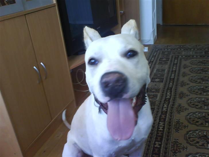 Amerikansk staffordshire terrier Pako (lille skind) - Et stk glad hundi. billede 11