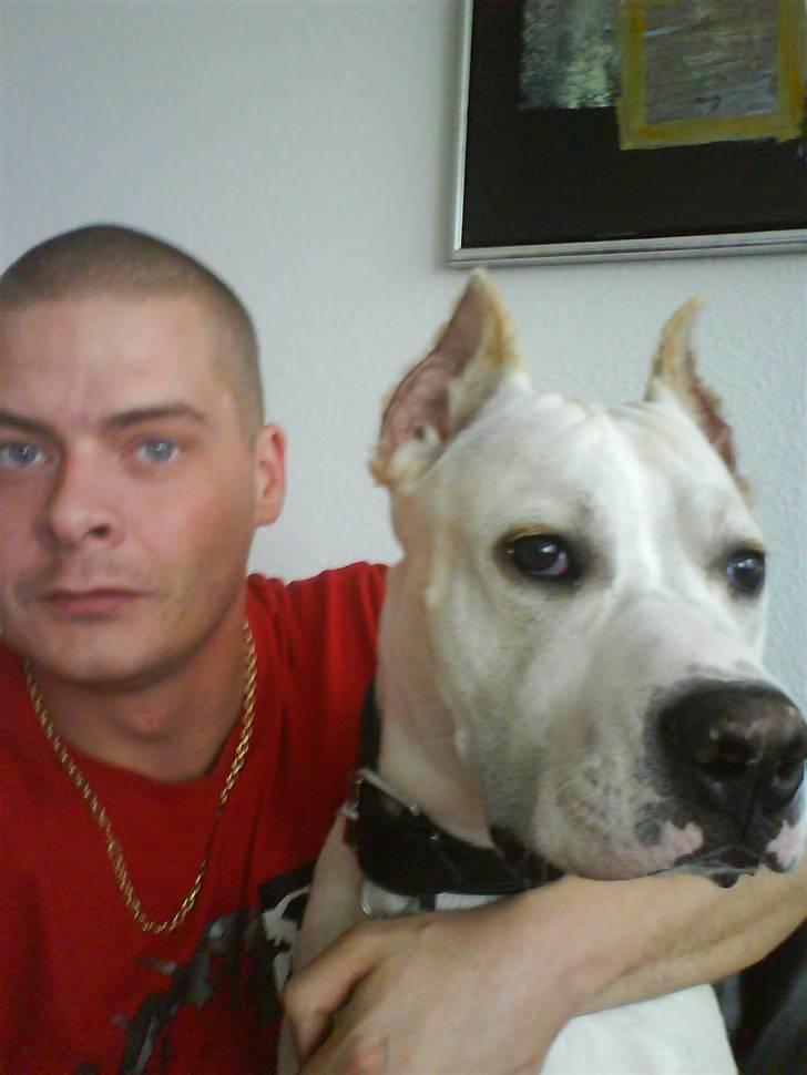 Amerikansk staffordshire terrier Pako (lille skind) - Mig og lille skind. billede 12