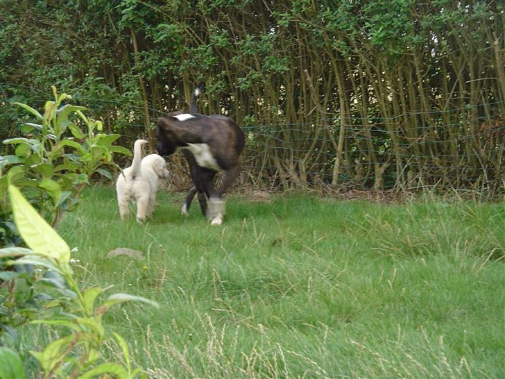 Golden retriever Simba - Simba og Cody på eventyr billede 5