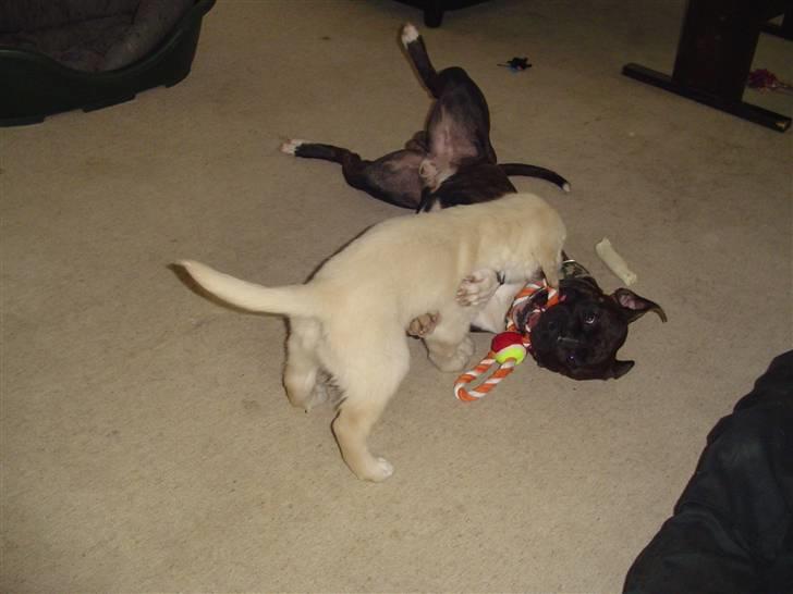 Golden retriever Simba billede 6