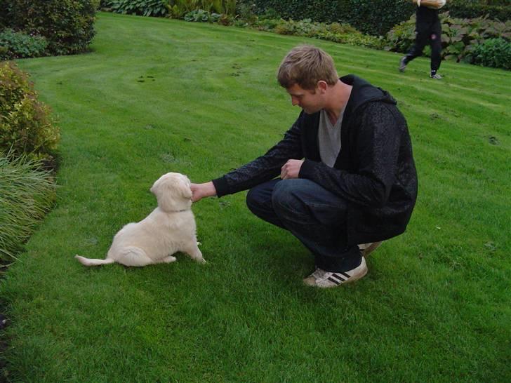 Golden retriever Simba - Der var ingen tvivl Simba havde stjålet fars hjerte da vi var oppe og kigge på ham billede 7
