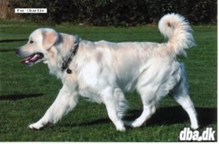 Golden retriever Simba - Simba´s Far billede 8