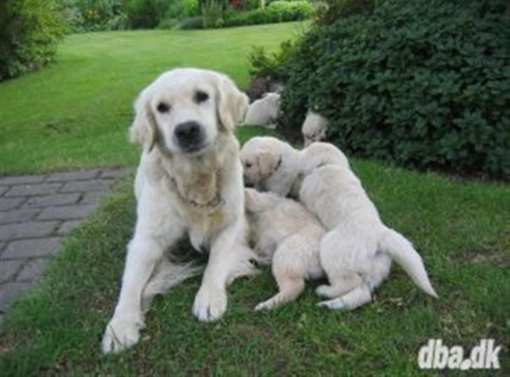 Golden retriever Simba - Simba´s Mor og søskrnde billede 9