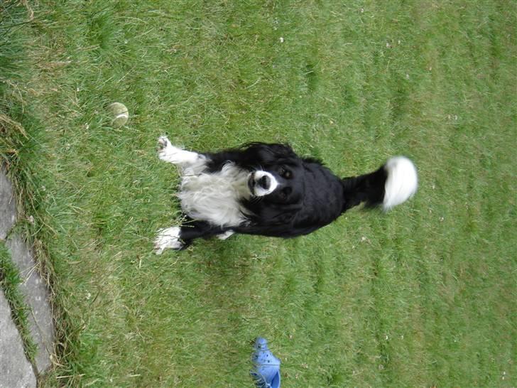 Blanding af racer viktor RIP 4/1-2011 billede 6