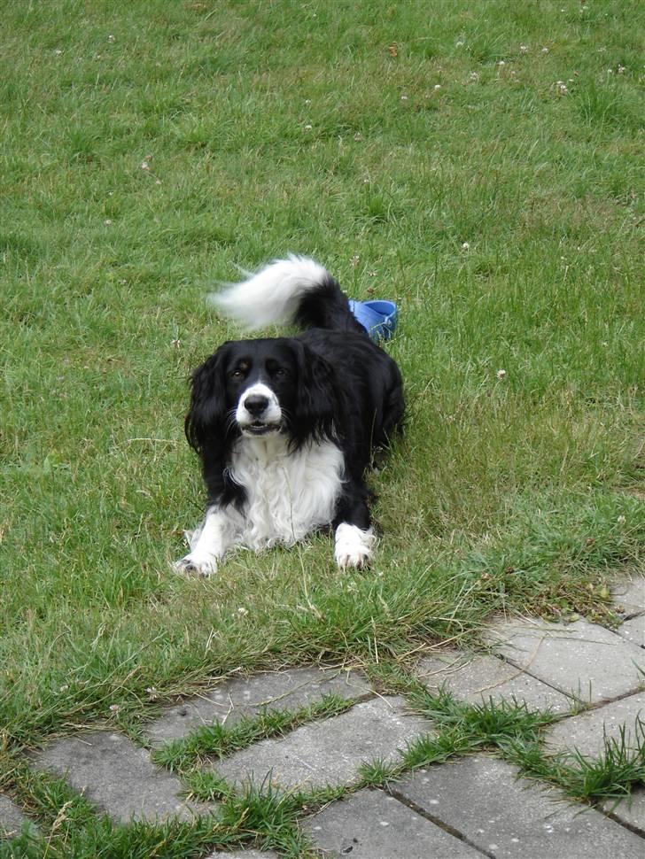 Blanding af racer viktor RIP 4/1-2011 billede 7