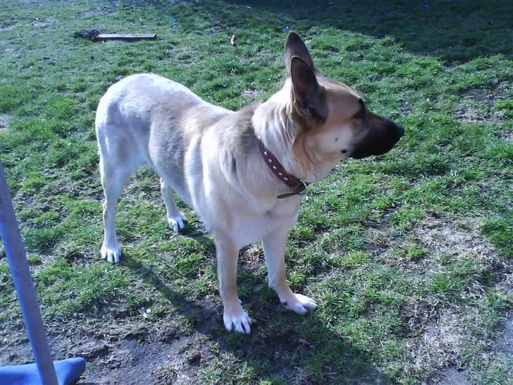 Schæferhund Dandy  SAVNER DiG! - UUHH jeg har fundet et insekt!! nuum nuuum! billede 17