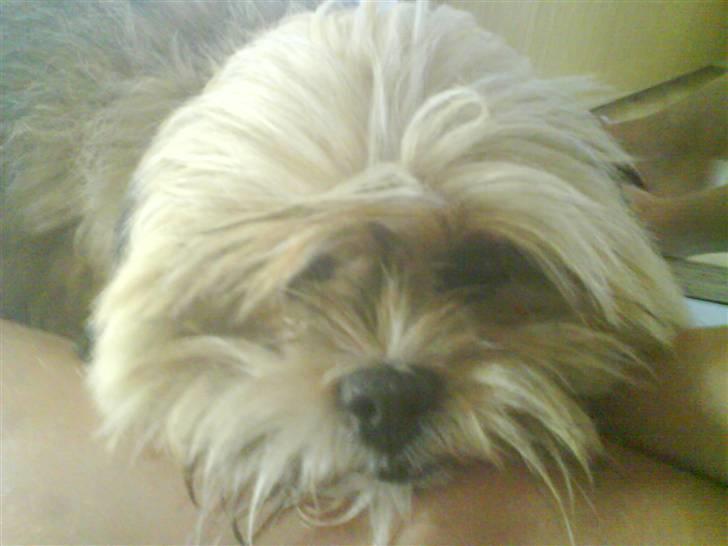 Lhasa apso Cille (Annesørensens) billede 1