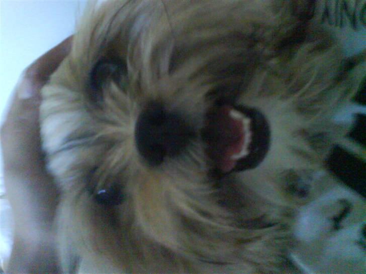 Lhasa apso Cille (Annesørensens) billede 2