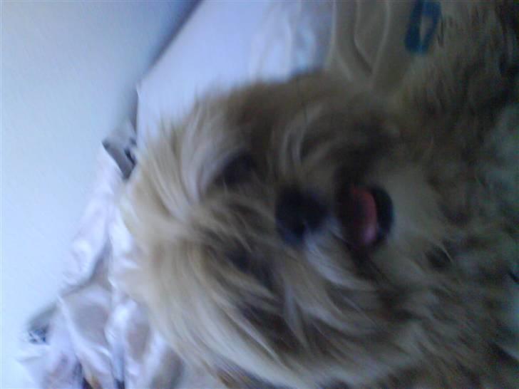 Lhasa apso Cille (Annesørensens) billede 3