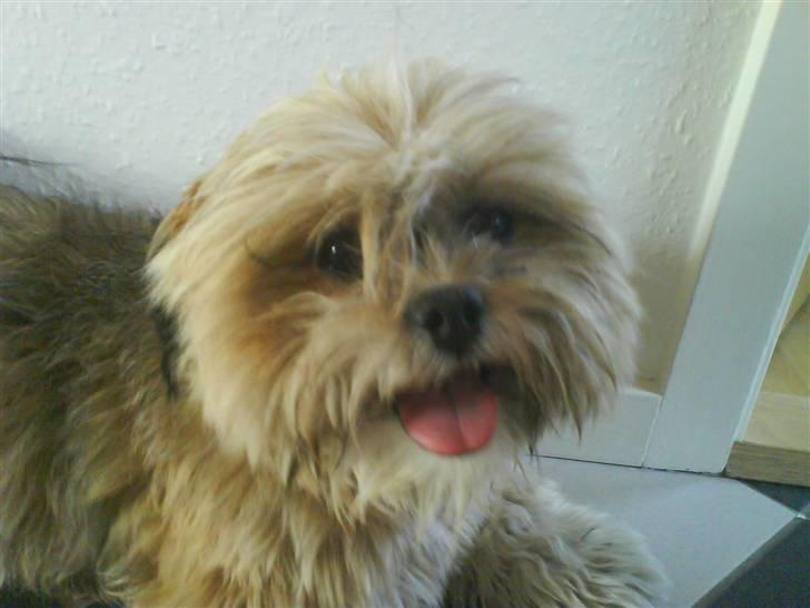 Lhasa apso Cille (Annesørensens) billede 4