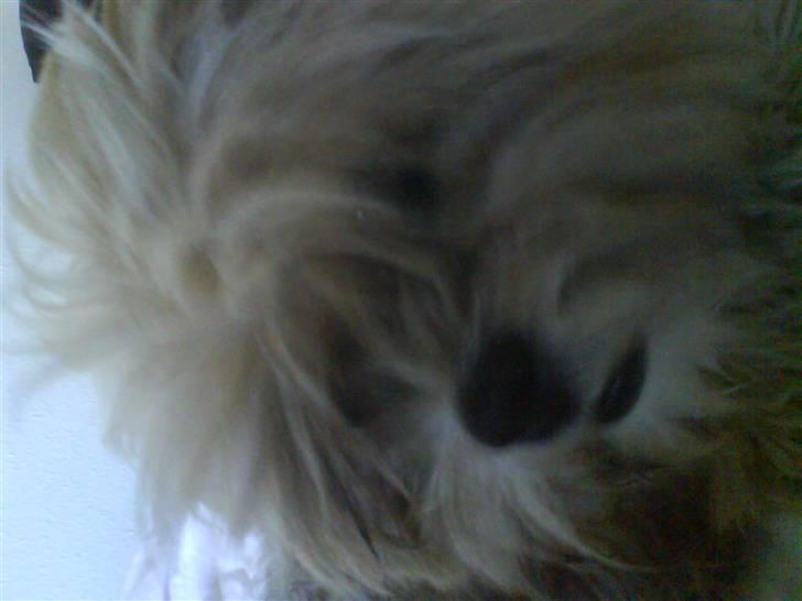 Lhasa apso Cille (Annesørensens) billede 5